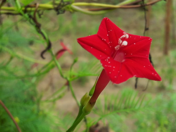 cypress vine or ipomoea quamoclit 600